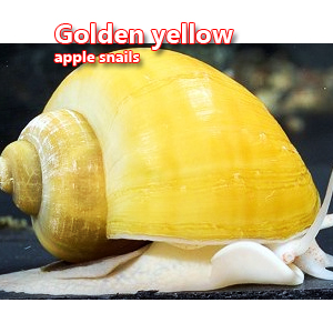 Golden yellow apple snails